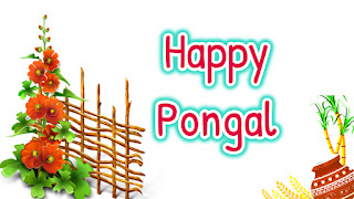 pongal festival pongal festival