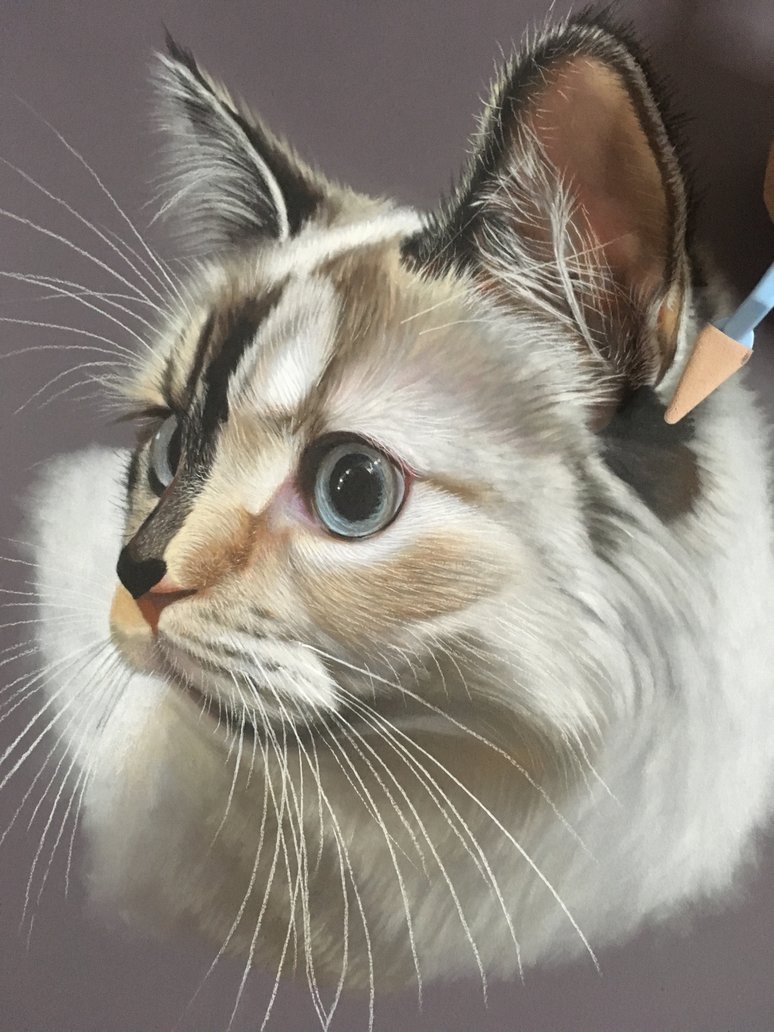 05-Phoebe-The-Cat-Ivan-Hoo-Animals-Translated-to-Realistic-Drawings-www-designstack-co