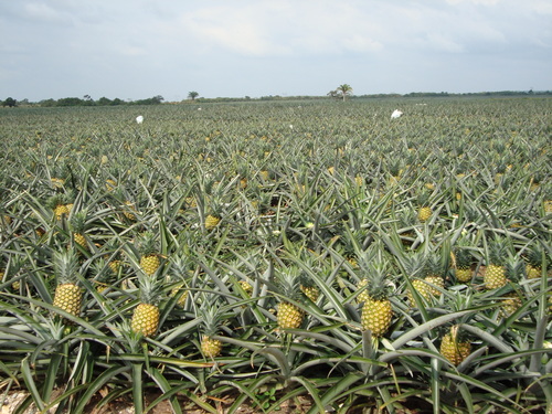 SIEMBRA Y PROCESAMIENTO DE LA PIÑA
