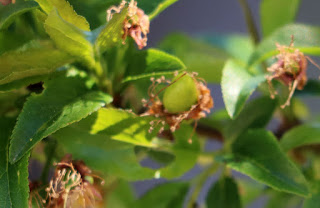 A very small plum on the big plum tree A very small plum on the big plum tree