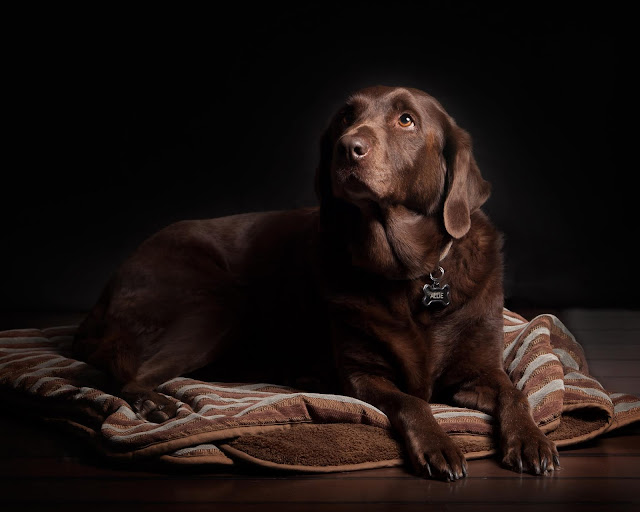 chesapeake bay retriever chesapeake bay retriever