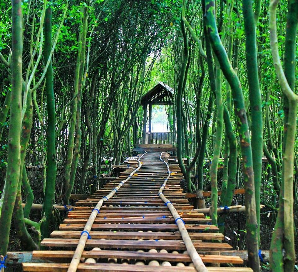 Hutan Mangrove Pantai Congot, Lokasi Hutan Mangrove Kulon