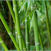 Pelajaran dari Pohon Bambu