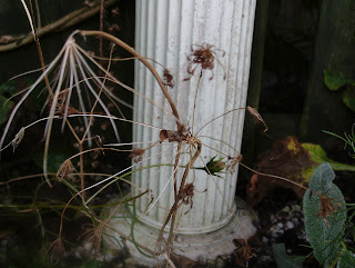 Ammi majus #mygardenrightnow Green Fingered Blog