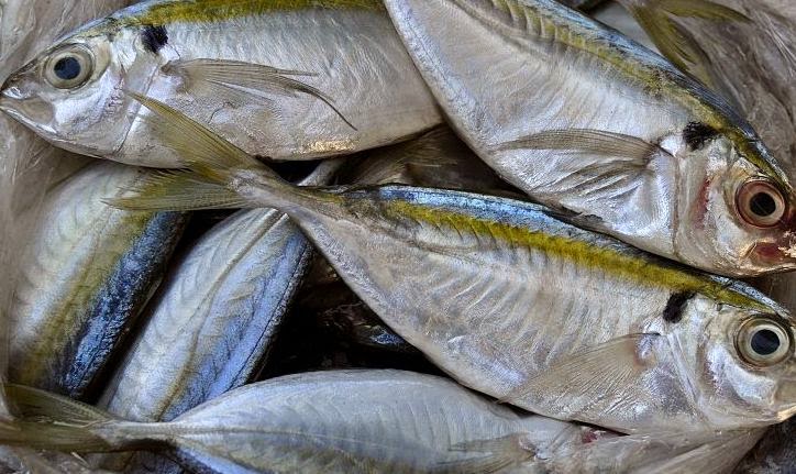 sudah segarkah daging yang anda beli?