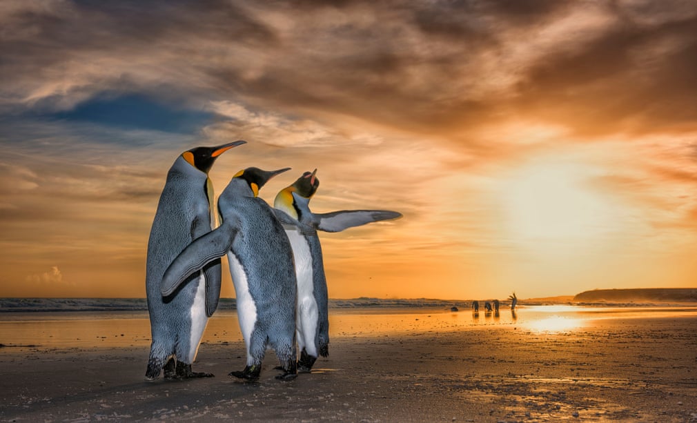 Três pinguins-imperador numa praia das ilhas Falkland (por Wim Van Den Heever) Três pinguins-imperador numa praia das ilhas Falkland (por Wim Van Den Heever)