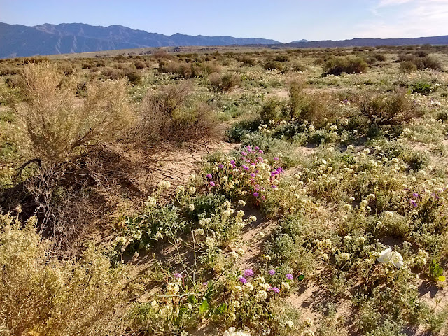 Desert wildflowers Desert wildflowers