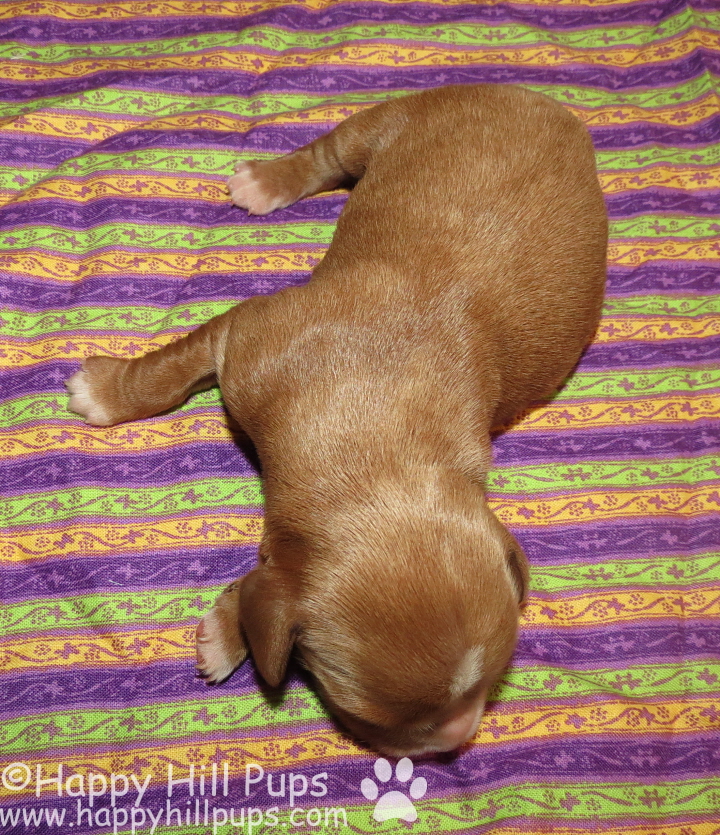 Happy Hill Beagliers Pepper's Puppies 3 Days Old