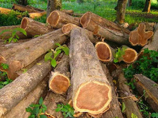 perbedaan-kayu-jati.jpg