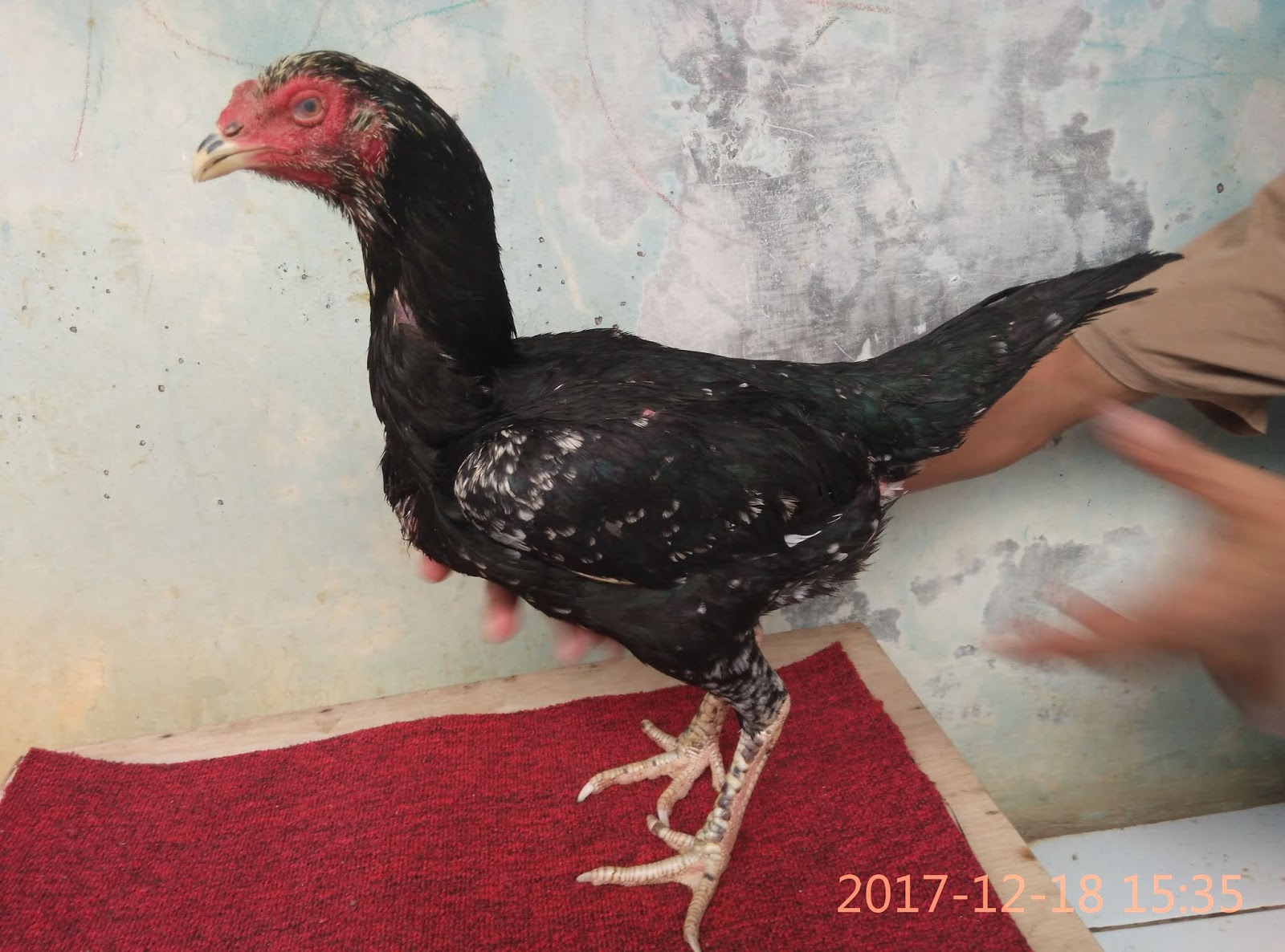 80+ Gambar Ayam Aduan Jawara Paling Hist 80+ Gambar Ayam Aduan Jawara Paling Hist