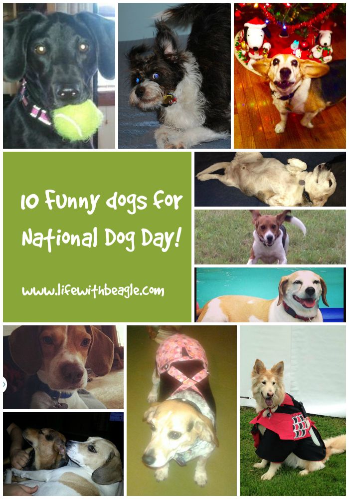 Life With Beagle: 10 silly dogs for National Dog Day