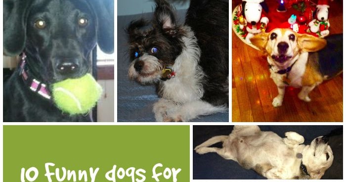 Life With Beagle: 10 silly dogs for National Dog Day