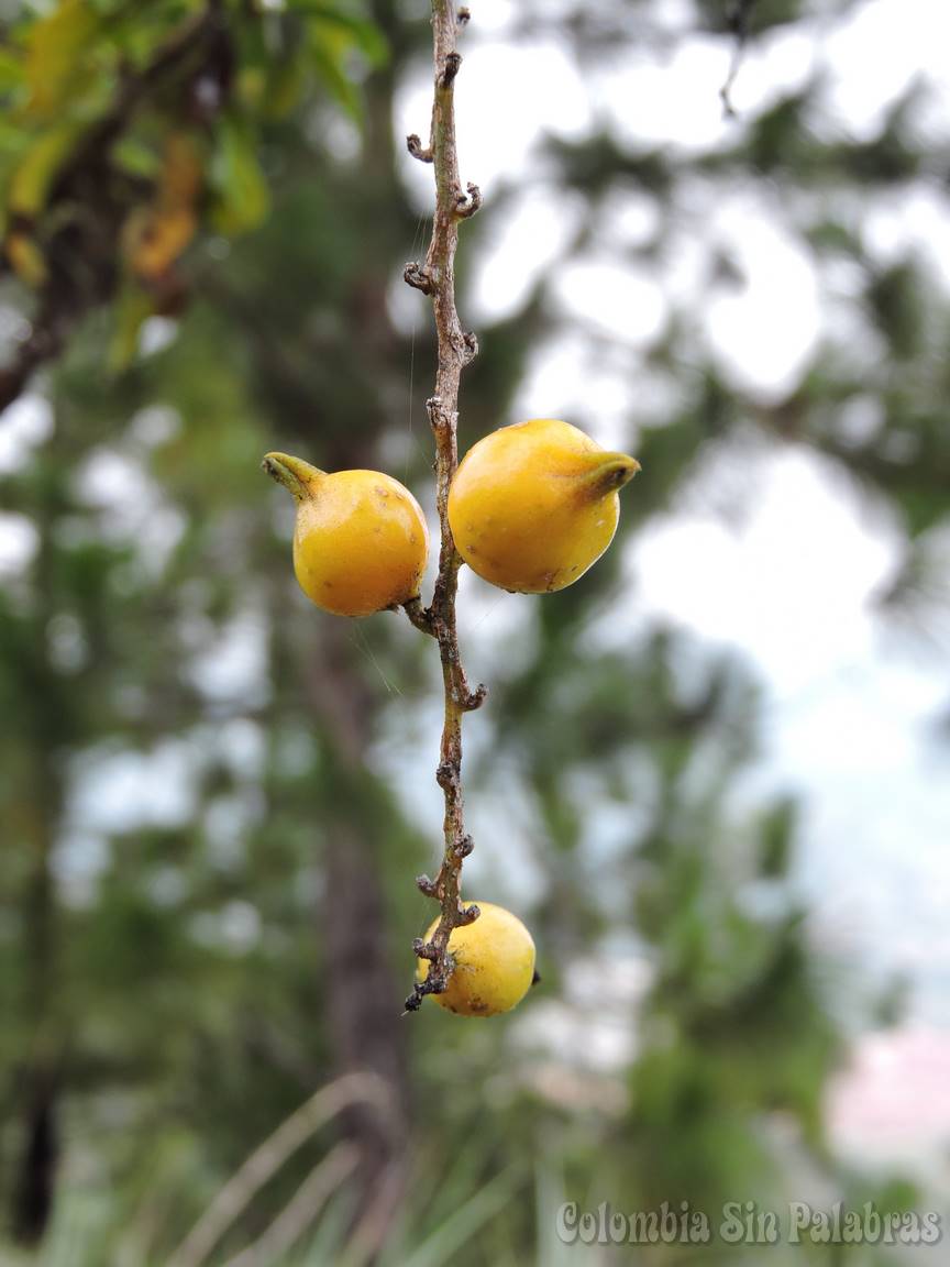 Frutas deliciosas frutas en el camino de la montaña quitasol en bello