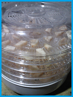 dehydrator filled to the max with apple slices. 