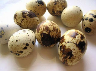 telur burung puyuh telur puyuh