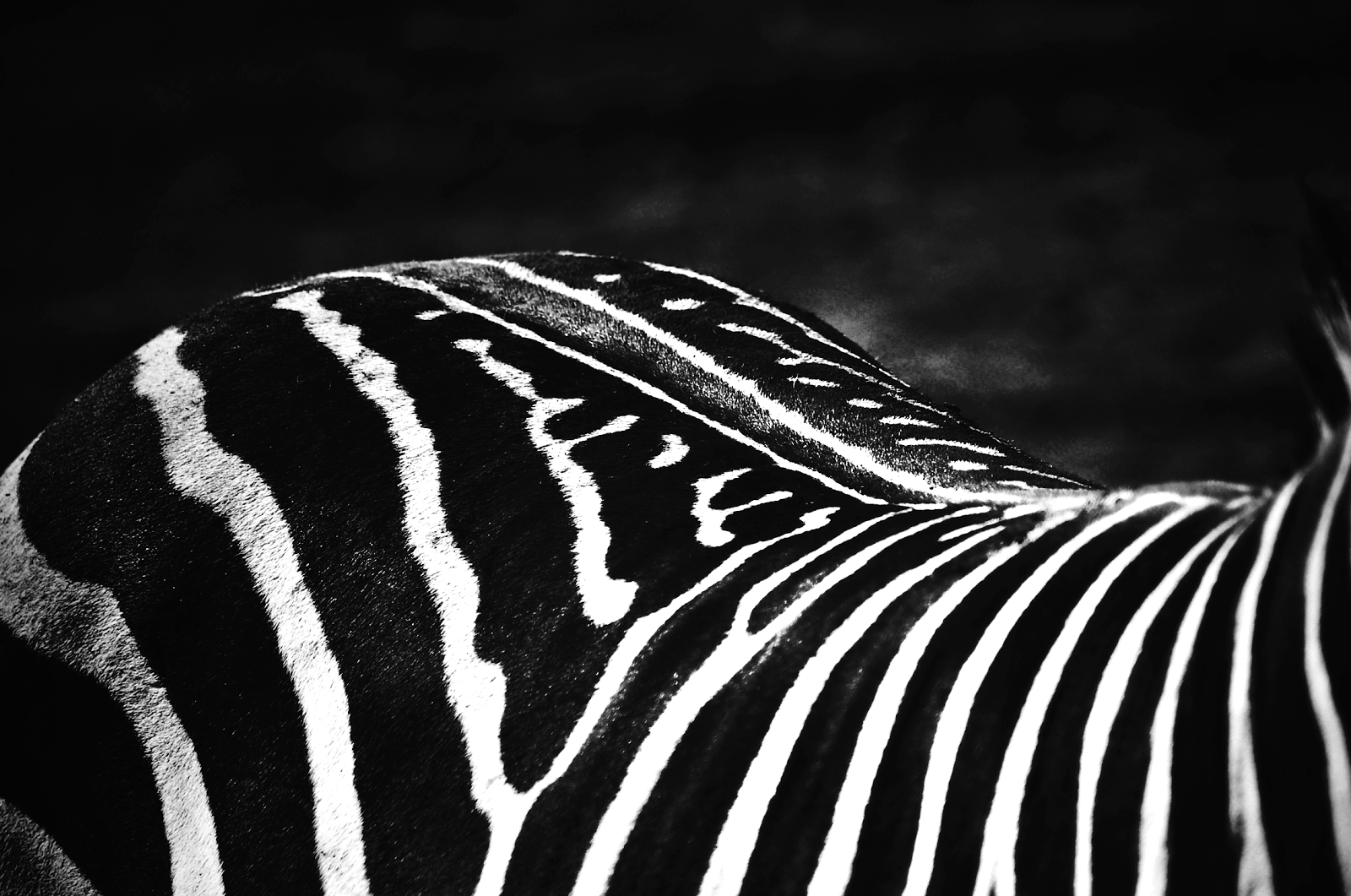 are zebras white with black stripes yahoo are zebras white with black stripes yahoo