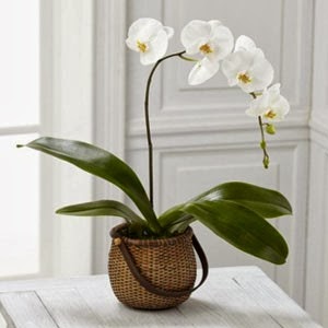 http://www.floristvancouver.com/shop/white-phalaenopsis-orchid/