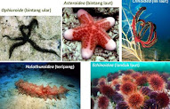 53 Top Gambar Hewan Echinodermata Dan Namanya