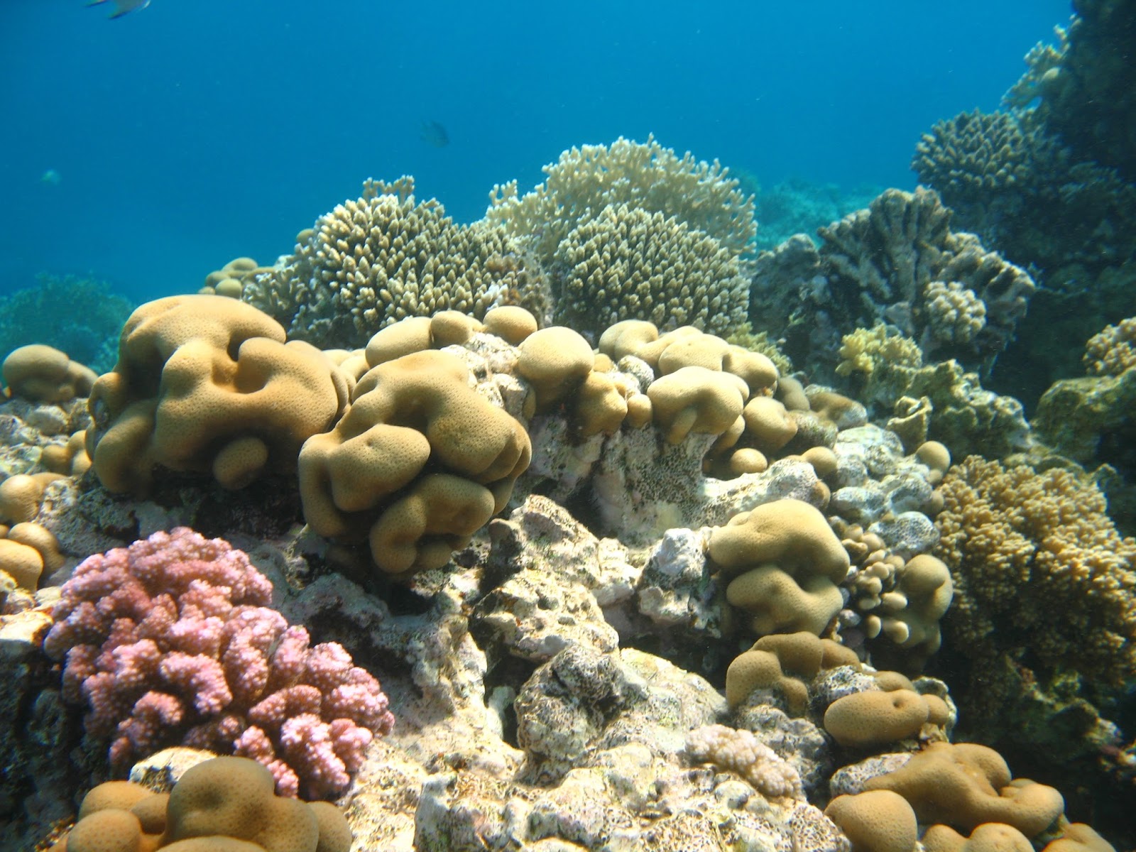 Коралловые рифы в хургаде. Коралловый риф Макади. Хургада Макади риф. Makadi Bay риф.