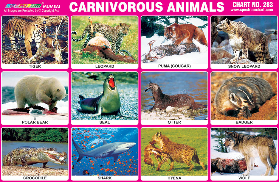 Spectrum Educational Charts: Chart 283 - Carnivorous Animals 1