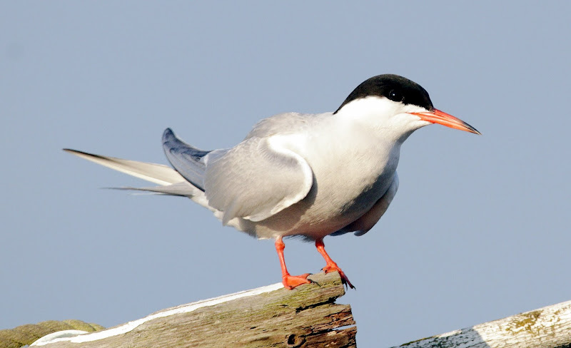 Common Tern resting