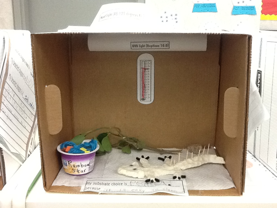 how to measure bearded dragon chest