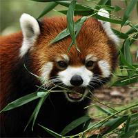Cincinnati Zoo - red panda