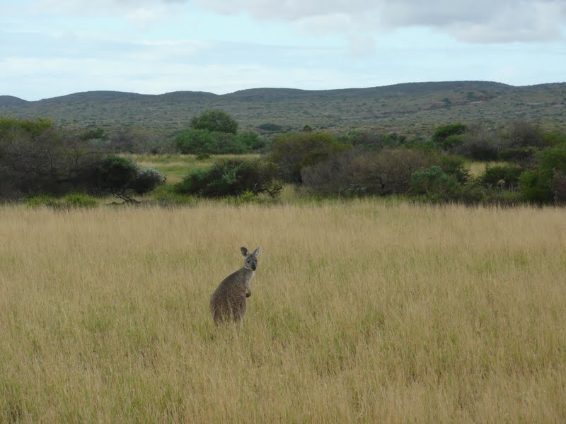 Nele & Andrew Around Oz Lakeside Campsite, Cape Range National Park