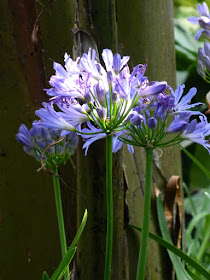 Agapanthus Lily of the Nile Allan Gardens 2016 Conservatory Spring Flower Show by garden muses-not another Toronto gardening blog