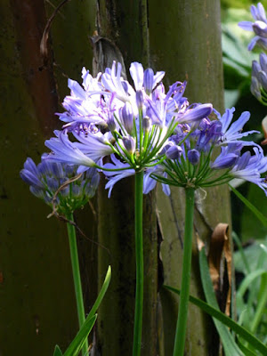 Agapanthus Lily of the Nile Allan Gardens 2016 Conservatory Spring Flower Show by garden muses-not another Toronto gardening blog