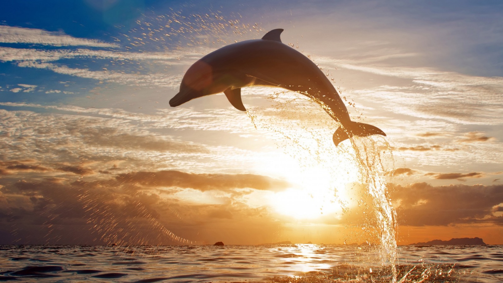 HD Dolphins Wallpapers Dolphins Pictures - HD Animal Wallpapers