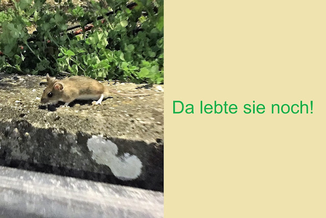 Wer war der Täter? 🐈 lebendige Maus
