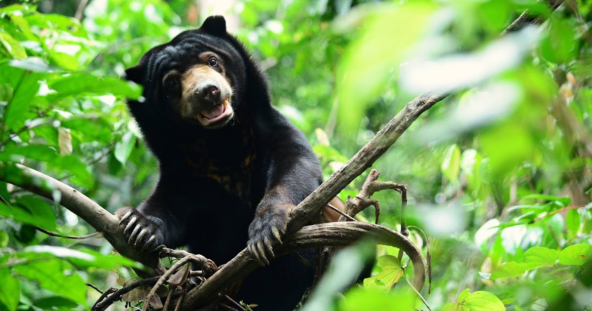Malaysian Nature Society Kuching Branch Talk on "Illegal Trade of Sun