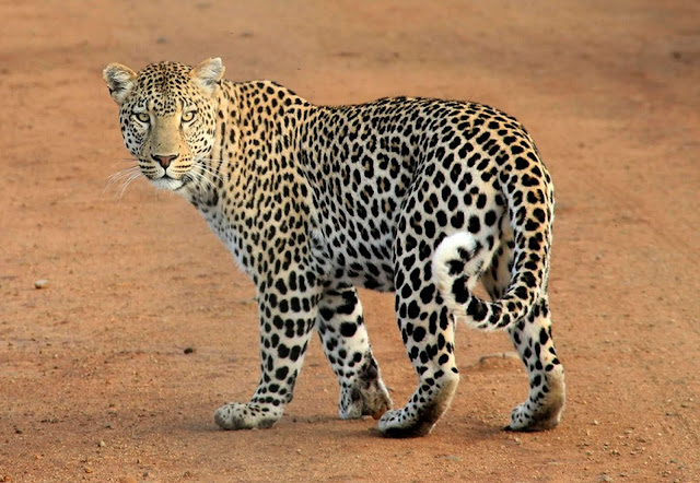 Animal images Animal images
