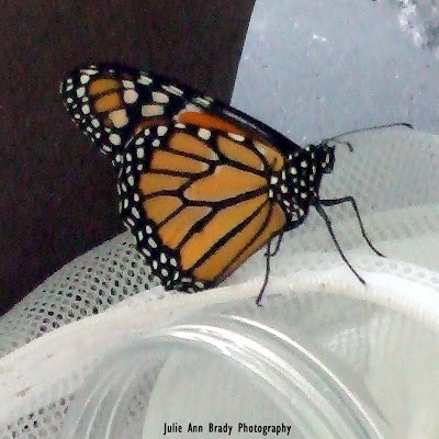 New Monarch Butterfly in 8 Days Drying Wings June 3, 2018 New Monarch Butterfly in 8 Days Drying Wings June 3, 2018