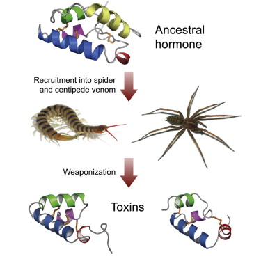 Rosa Rubicondior: Spider Venom Toxic To Creationism