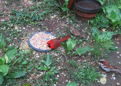 Cardinal and sparrows, May 07, 2016, 8:50:55 AM