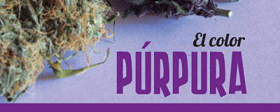 El color púrpura El color púrpura del cannabis
