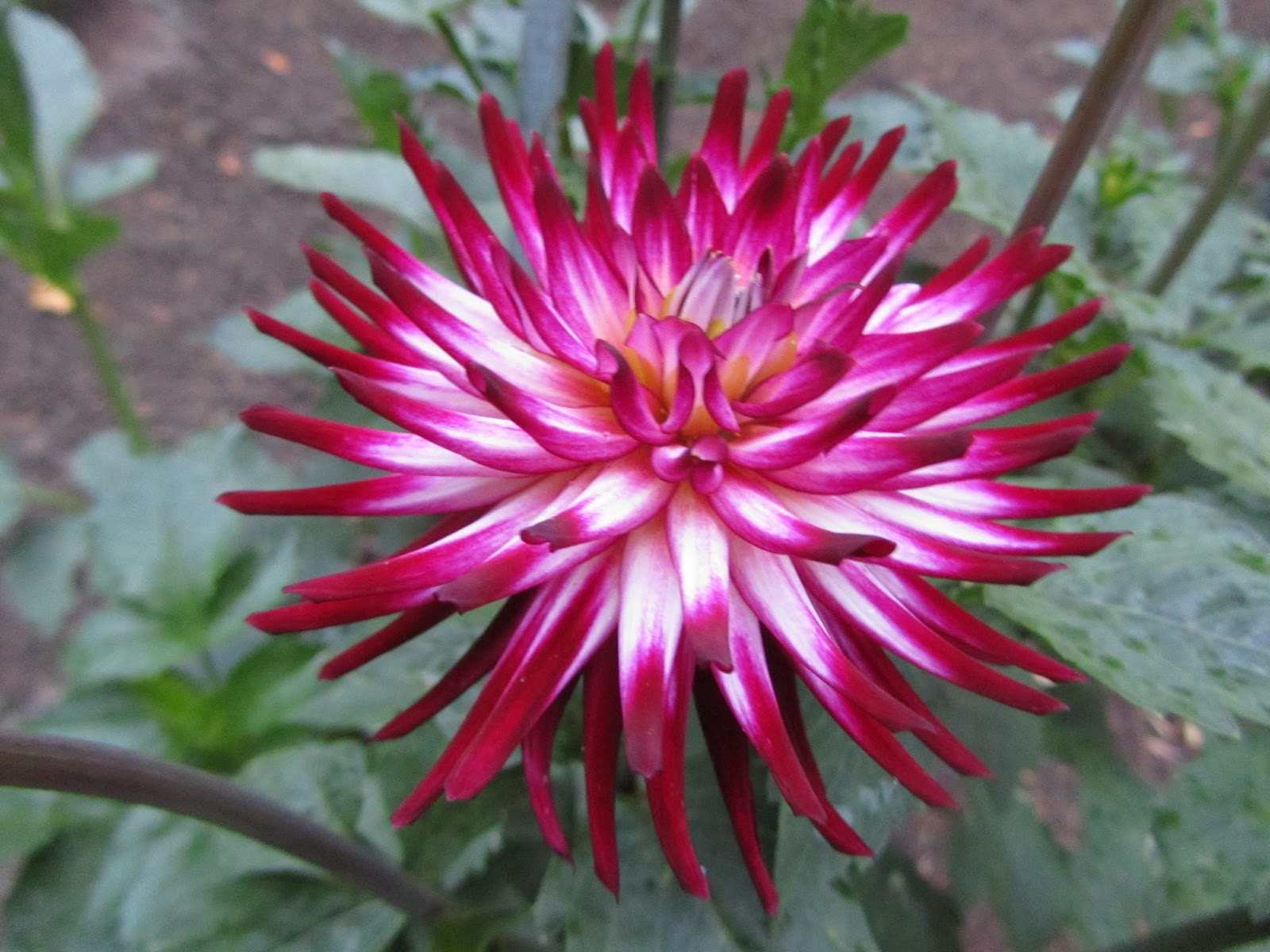 lane-county-dahlia-society-january-2016