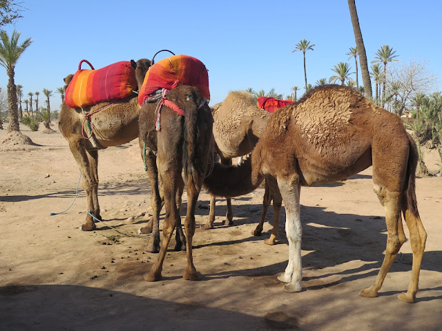 Camellos en el Palmeral de Marrakech