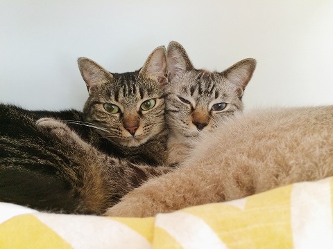 仲良くほっぺたをくっつけ合ってるキジトラ猫(姉)とシャムトラ猫(弟)