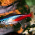 Ikan Tetra memiliki 100 Spesies lebih termasuk Ikan Neon