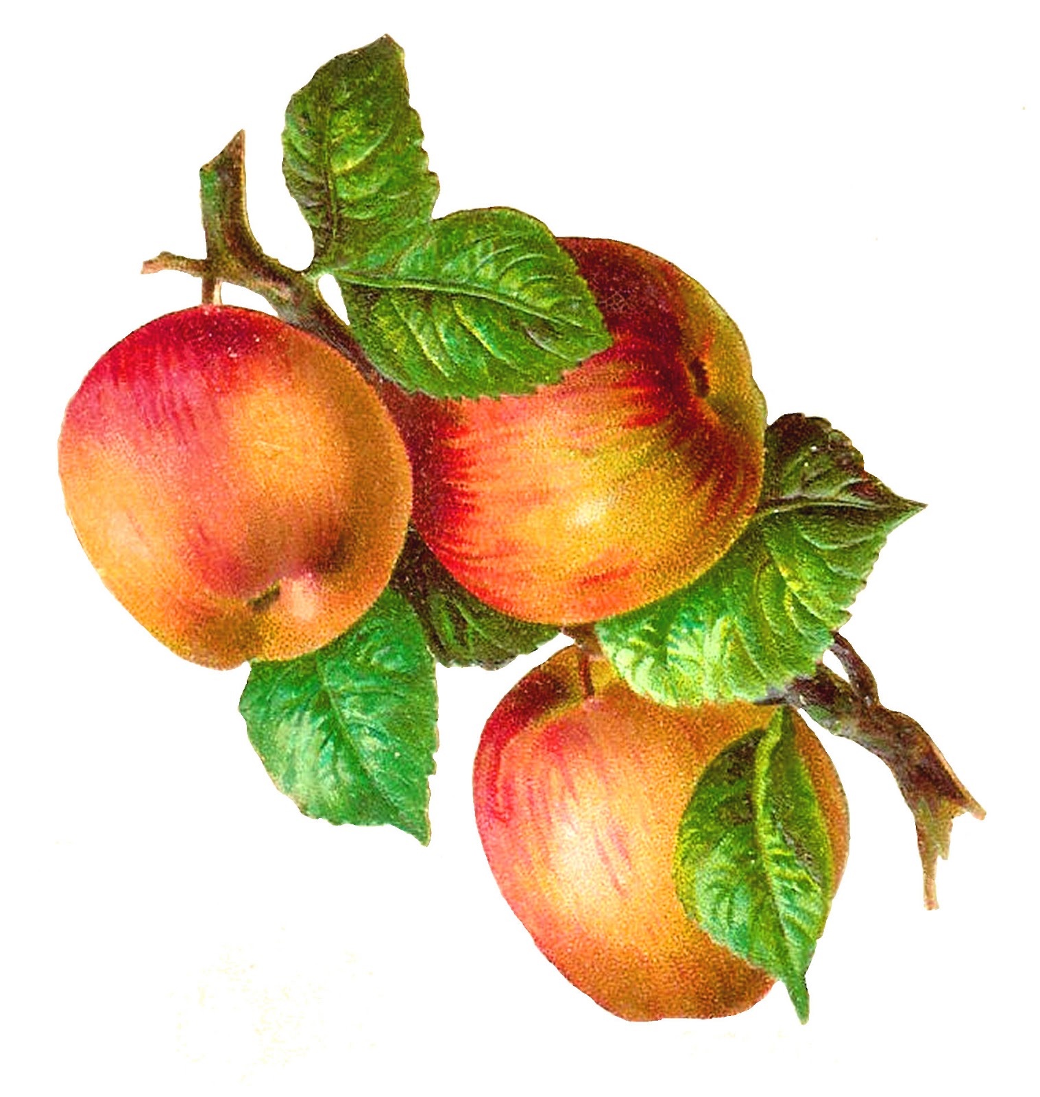 free clipart images of apples - photo #33