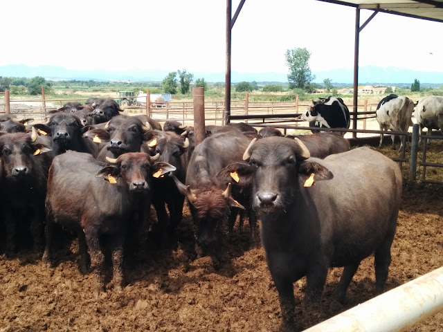 #Benvinguts a pagès, visitem la granja de búfales