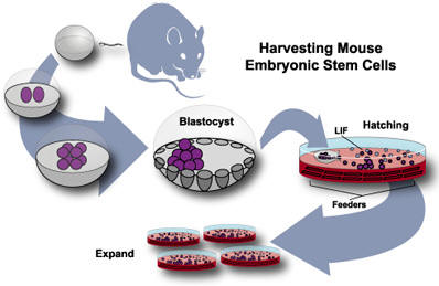 Mice cells. Синдром Дауна и стволовые клетки. Mouse Embryo Stem Cell metodics. Megalocytes. Embryonic body.