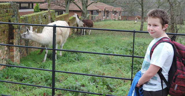 llamas eating ivy and moss