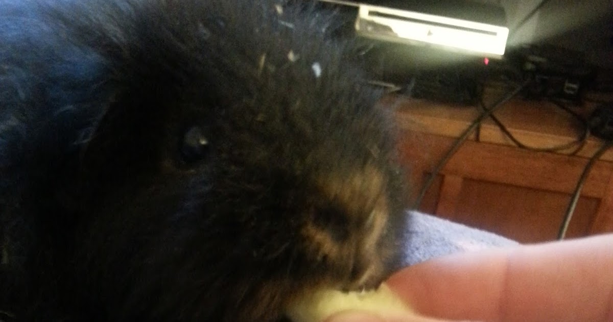 Cavy Savvy A Guinea Pig Blog Washing your Guinea Pig's Fruits and