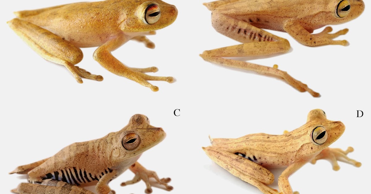 Species New to Science [Herpetology • 2014] Systematics of Treefrogs