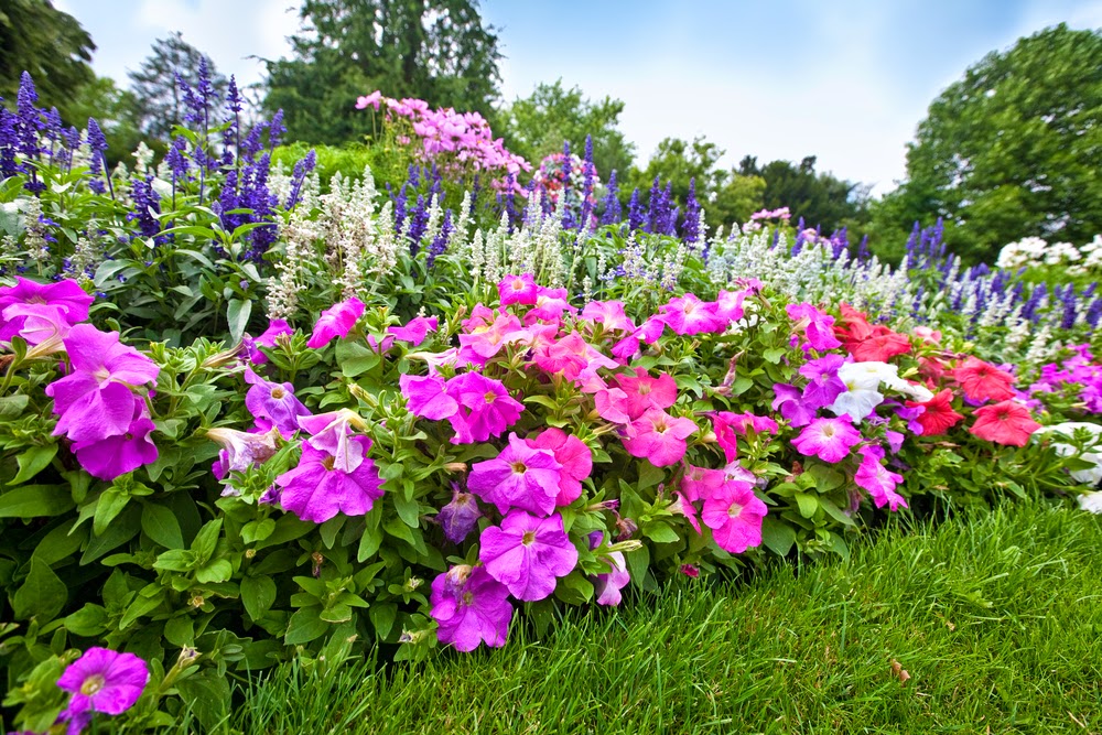Low Maintenance Perennials For Your Garden Myfoodforu Pretty Flower Garden