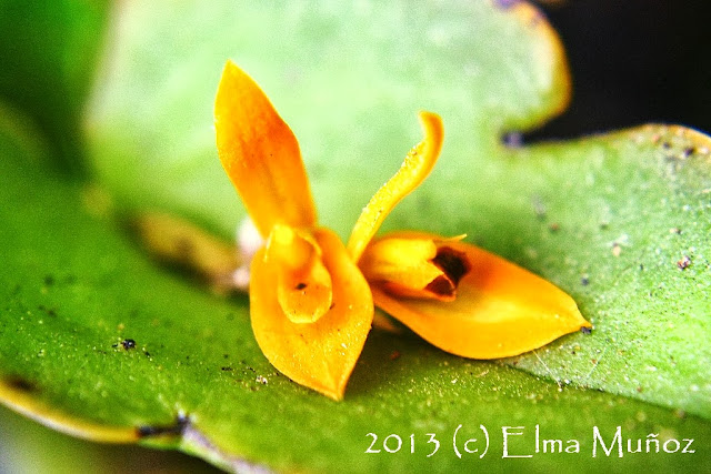 Pleurothallis luteola. Orquideas del Perú